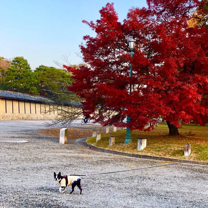 D21a07da 8aea 481f a6a6 0aa0aa42aa7c 1543385355782