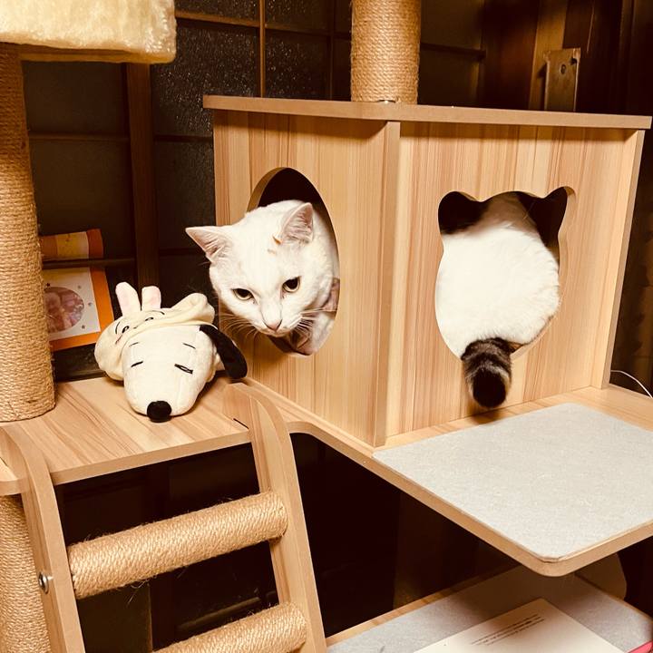 D21bdd20 59fd 42a7 b4bf 8344556381f5 1762714630071