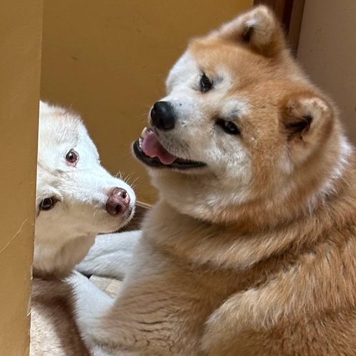 D21e3a5e 1aff 4801 a06c fa077788c235 1748773266267