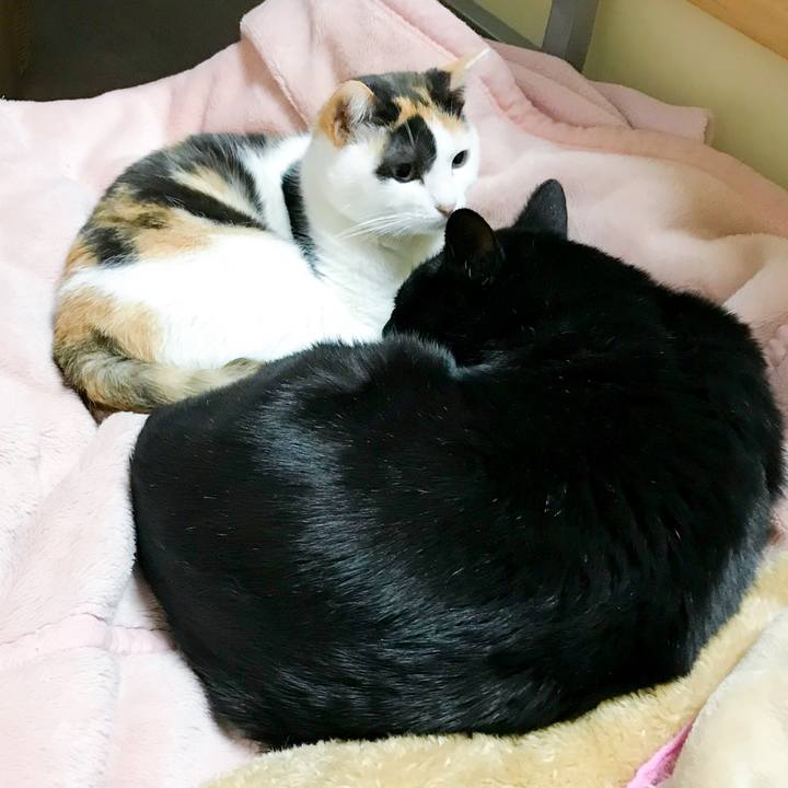 D2202870 3805 43f3 bbd0 678bfa9eb017 1513433035894