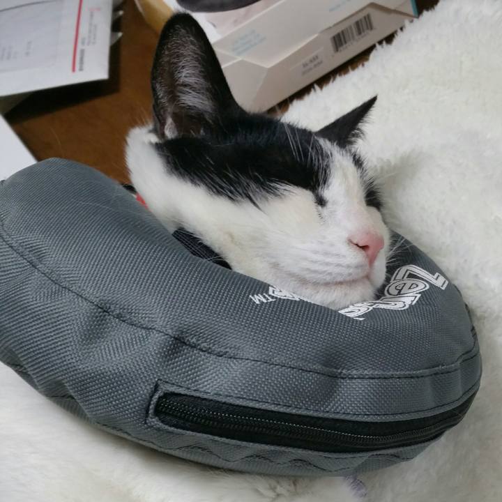 D223904a 95aa 4c15 82b5 2bbc590be6dc 1551353768483