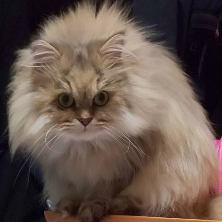 D224d2b4 85ce 43bb a2d3 e37ac8a81dd2 1606055930509