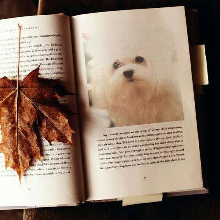 D225e364 8d90 4761 bca3 0a278478cd85 1537717052432