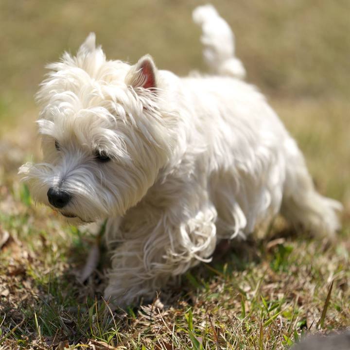 D22f896d a6e4 4fe1 bb48 29203f21e1dd 1517098885440