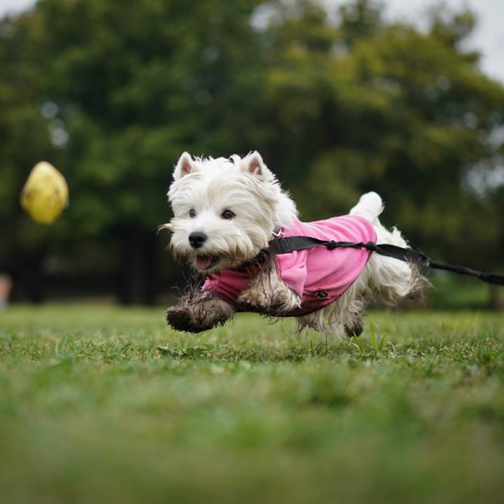 D231bfdc f9a9 4d79 a77b 0ca85d6463ee 1524485550906