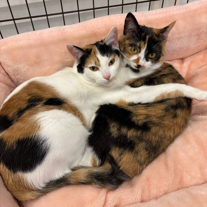 D236c95d 7091 48d8 a471 817e7d8a1524 1774781976094