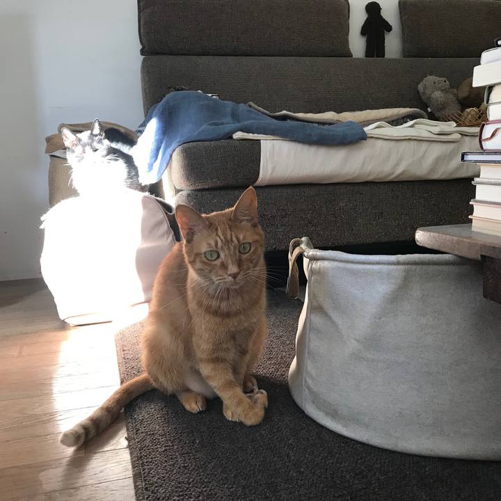 D23736c1 8754 4948 8522 97ae59f5d94c 1552873242763