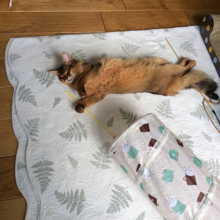 D24150fe d6bf 4f12 a126 323849f260e0 1581579778653