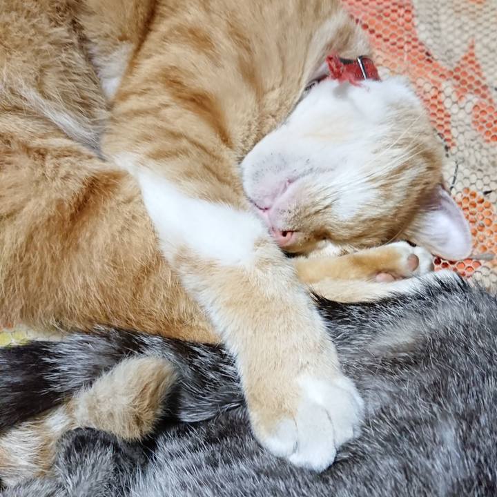 D243e76c 4a29 4089 bb08 86619e69a32b 1572963456423