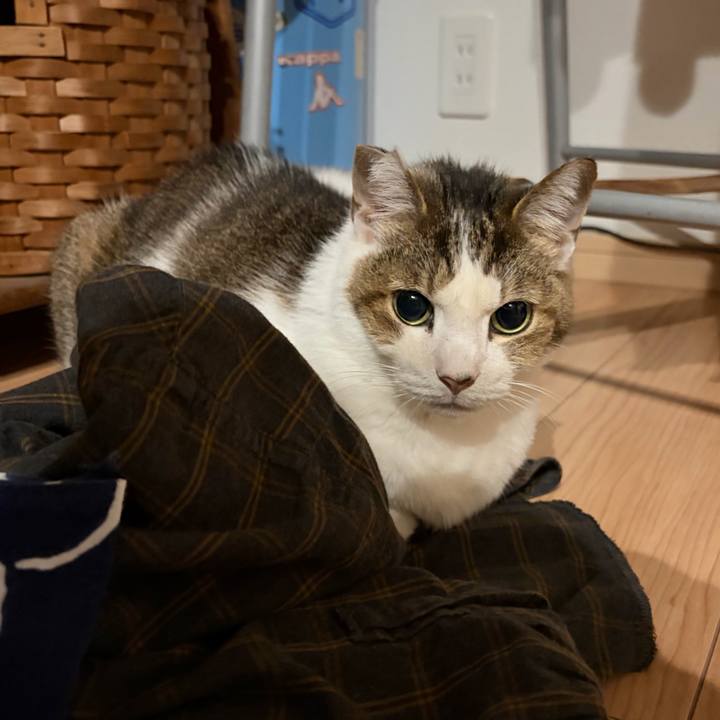 D2466229 7913 433b 9fc9 c3b68d50aad0 1764855867370