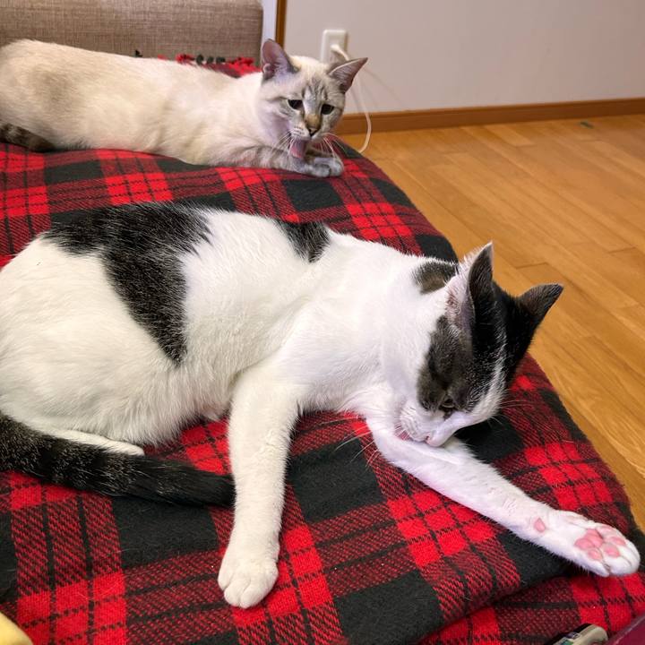 D246c1e5 e964 47db 92a5 2d936d193544 1731506538449