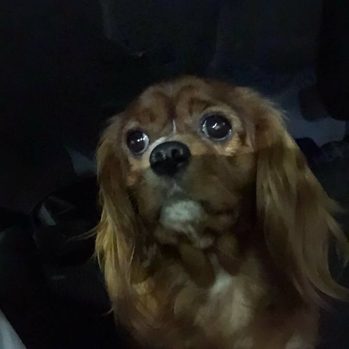 D24a0ceb 0c64 46be 93fd e777af5e47c7 1560290099204