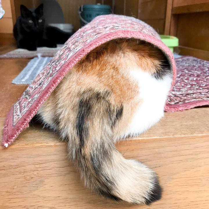 D24c0cc9 e998 4591 a8f7 913706adc644 1523889066130