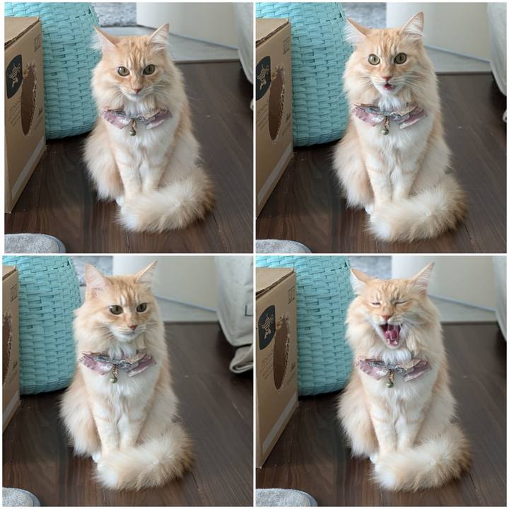 D251ed56 df6f 4459 8824 3d38871cea41 1731044409732