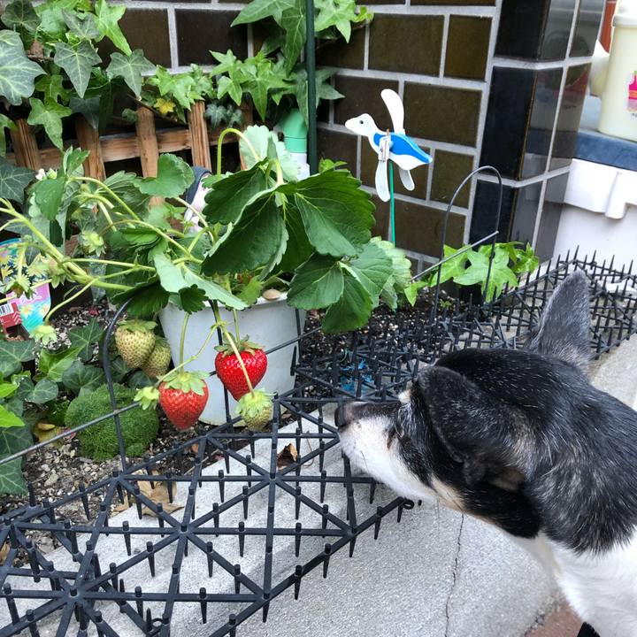 D252b66a d09a 48b4 a432 8ce983fc1dc5 1555199635441