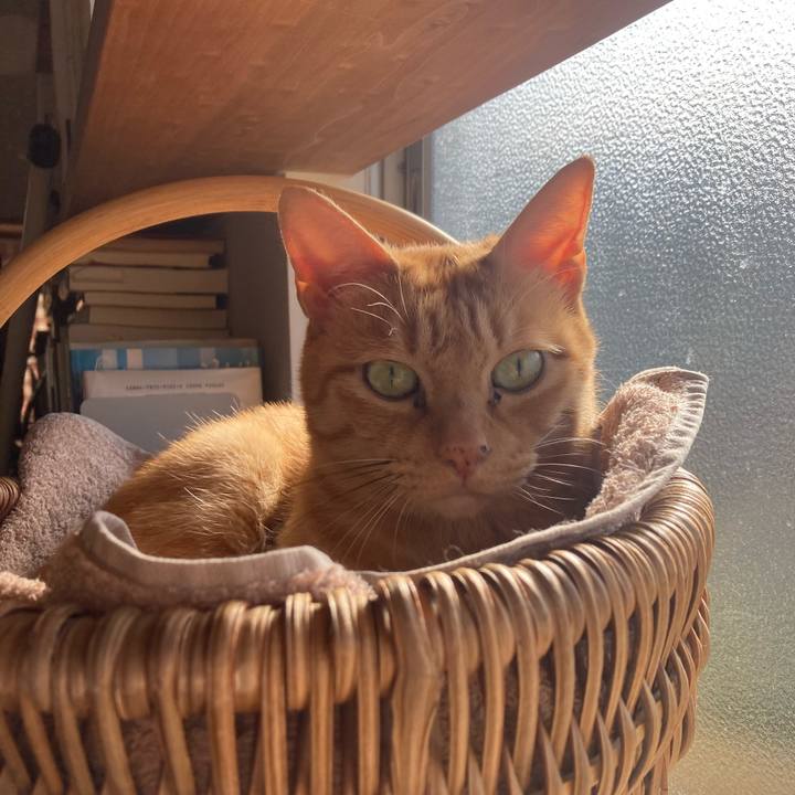 D2559be8 443c 4257 9104 7cadddd78733 1731502424413