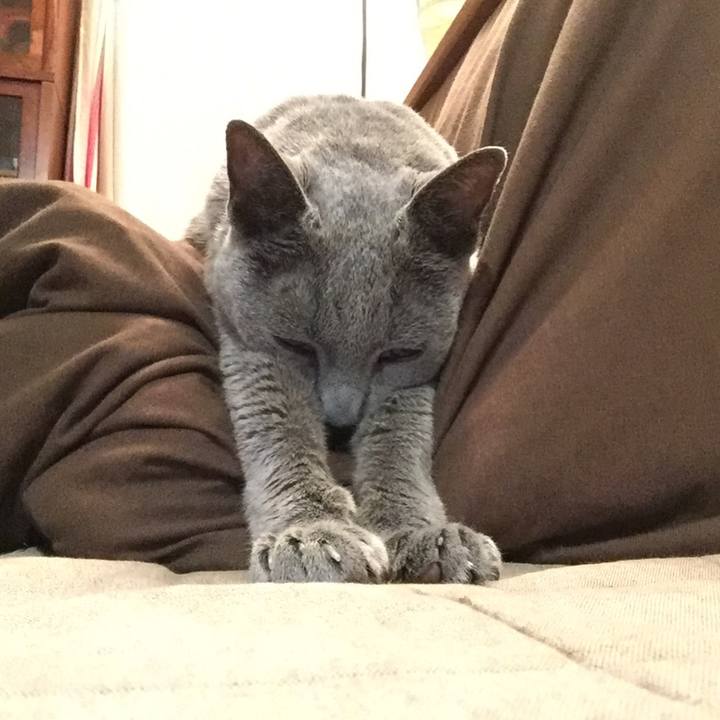 D256c616 dd24 4d2a a856 01707d52a462 1542064472401