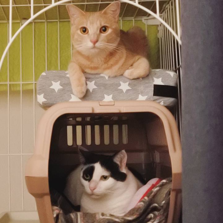 D2595a47 3e88 410c 984d 8d4508ddfe0a 1595993630141