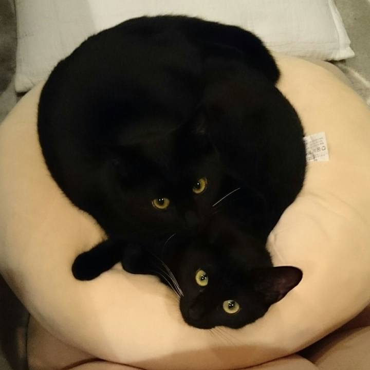 D25a1441 5d5b 406a 9300 a8b5f8fa0a6d 1508403669093