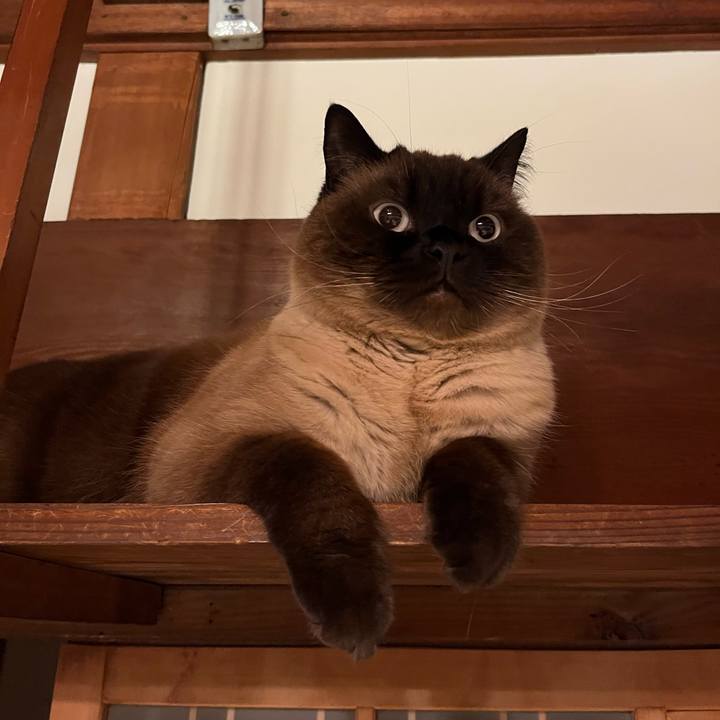 D25b40db dafd 4aa9 82ed 3190649d8a1e 1683080564143