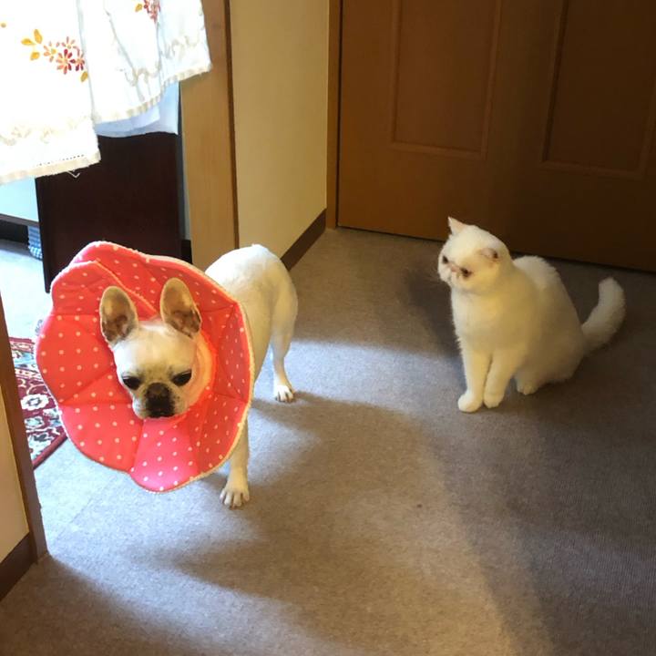 D25be525 fcf3 4059 bba4 1d82508f27a2 1681536301398