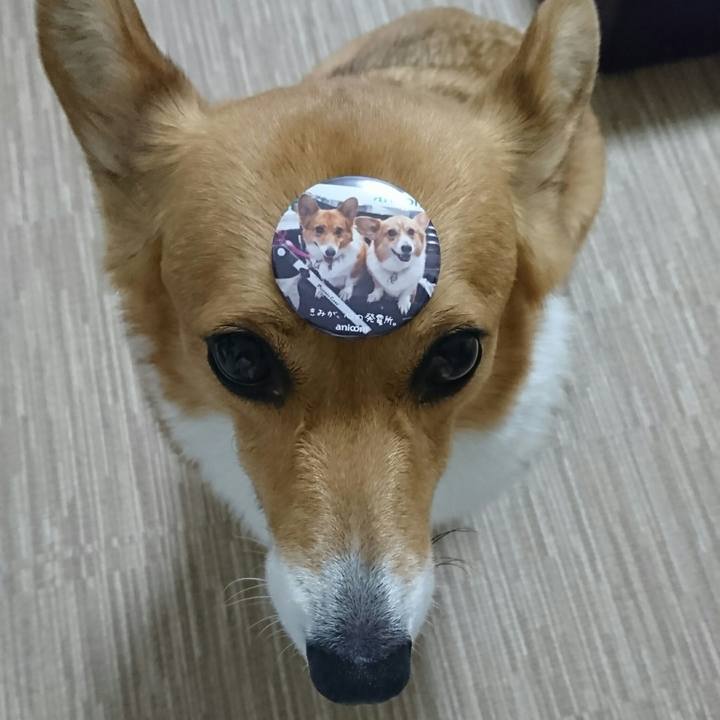 D25cb705 acac 4df3 b0ef fed68b966ec2 1553855378704