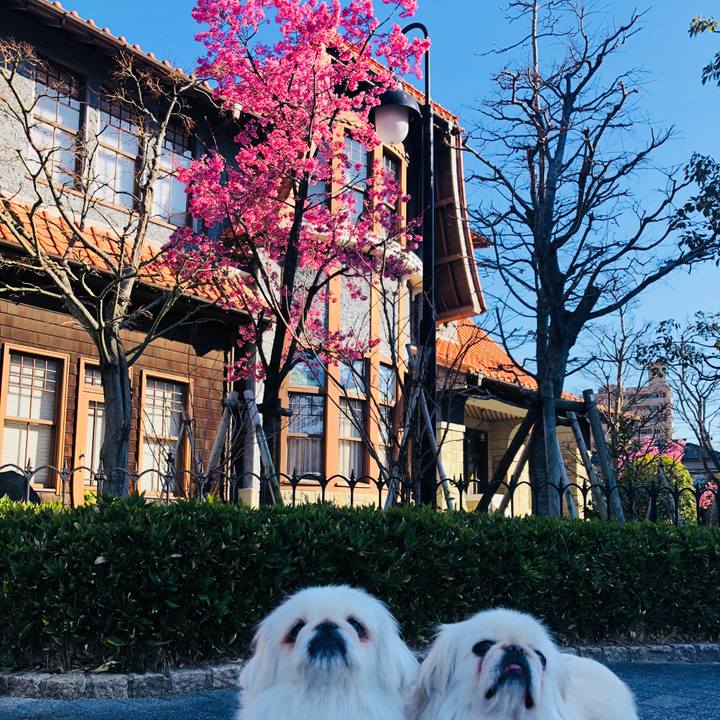 D267487b 16eb 43b4 9842 faae15d4b733 1583482802552