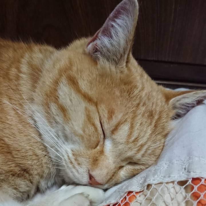 D2687147 5283 4462 a042 8f28b78f883b 1585655162407