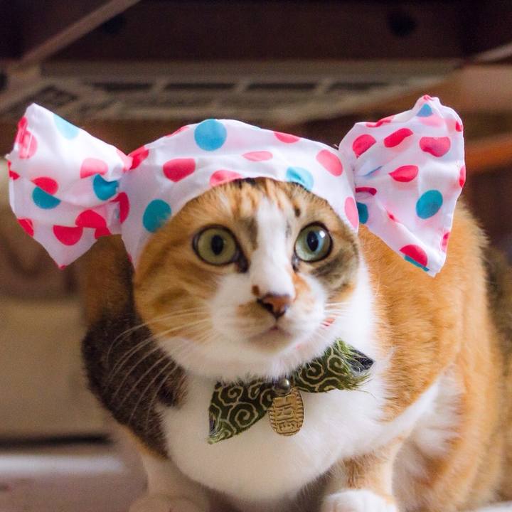 D268cd7e 5a05 4201 acc4 2fe107a6d60a 1525875083698