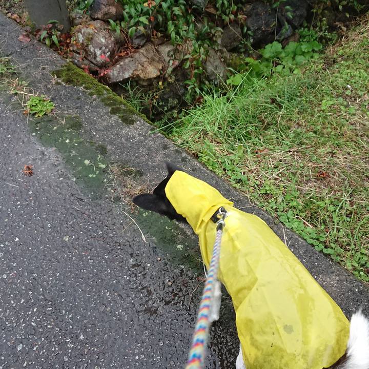 D2694cbe 89b4 4bf2 b5eb 2039874979f6 1509145519244