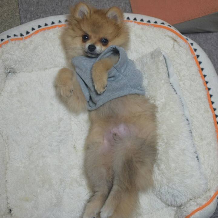 D26c417a 1958 4d3a 9054 2d53a313cd59 1517684783913