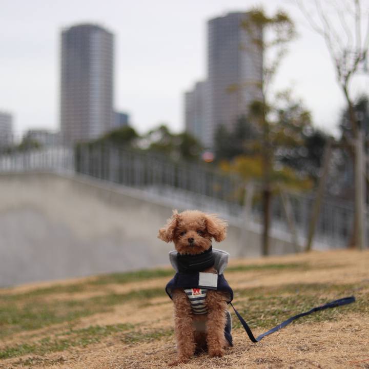 D26e2623 4767 4082 9da0 f0e350dd4073 1547256517292