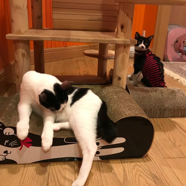 D26e6141 ceb7 4415 bfdd 25e5b1827e79 1507814790091