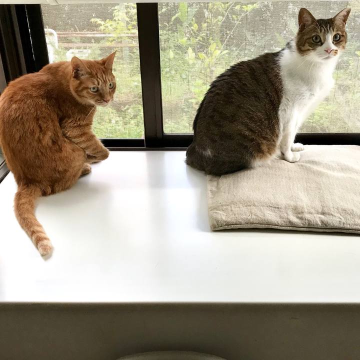 D2705e52 f321 4c5c ac2a 68ab5fa65cb7 1527663159185