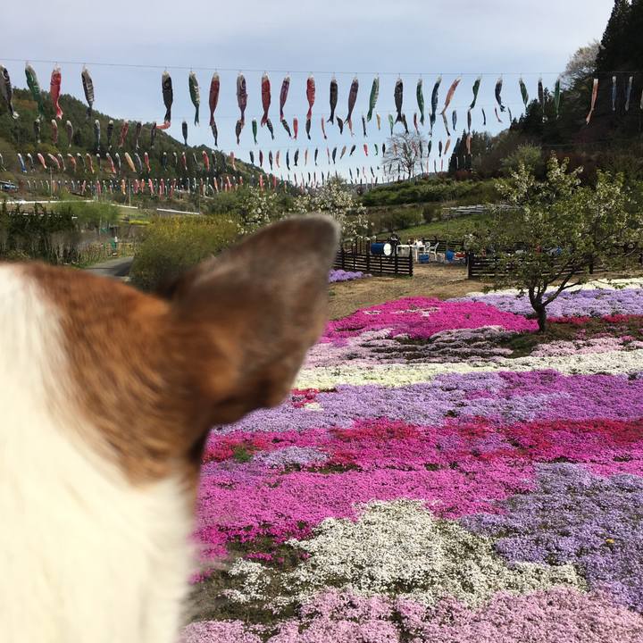 D270a746 3f7a 47d1 98cb 318a58e874e7 1556840571988