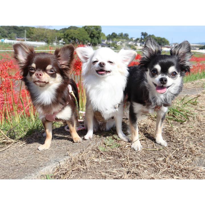 D270e585 f382 4eed a164 e28ef764d89a 1759449822396