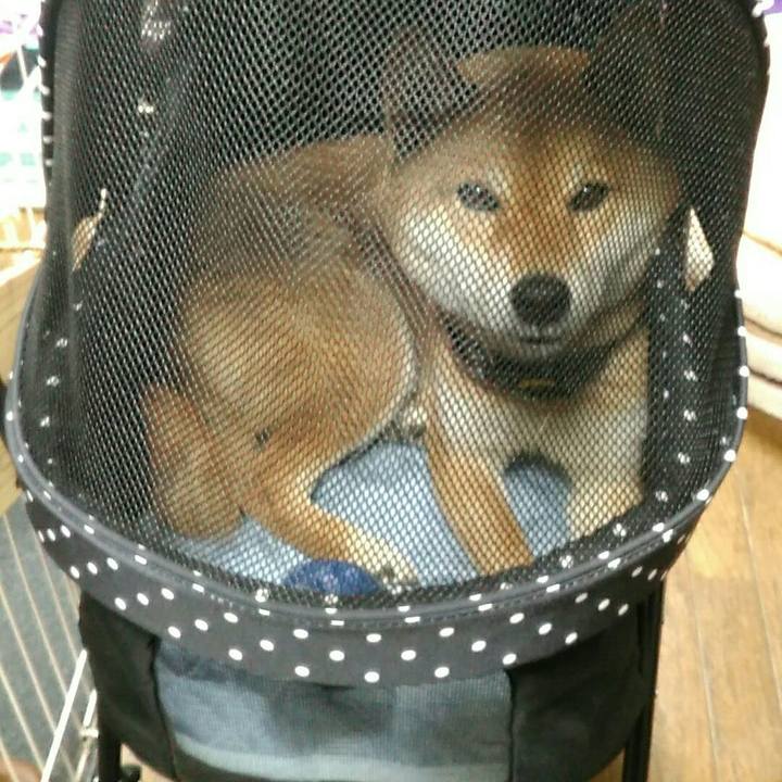 D2735528 4d41 45ca aec3 10d31df939fd 1556093702878