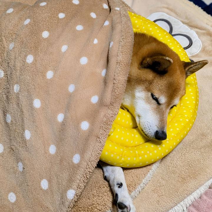 D27e845b 1bce 44ac 8a59 3c90057bd689 1761130038392