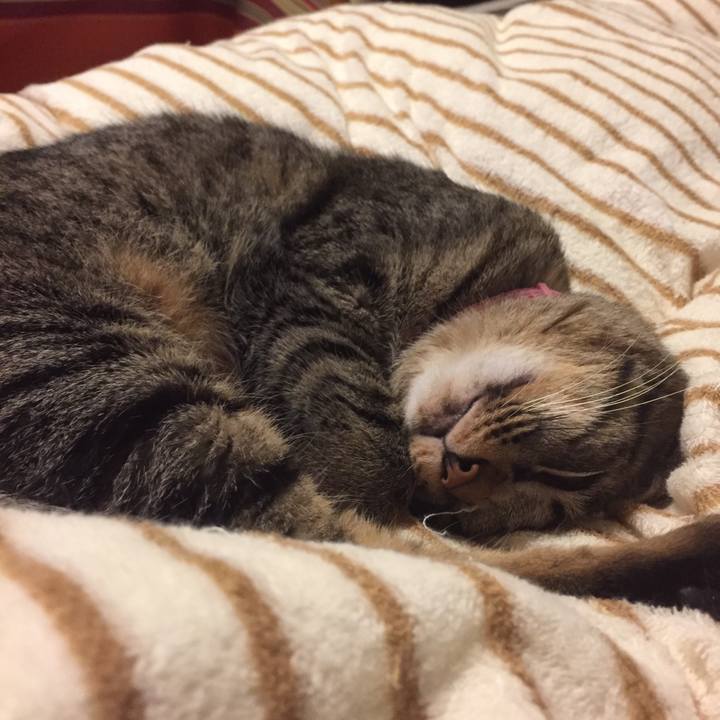 D27f4ca3 901e 480e b9a5 25a3db5c8451 1514291210808