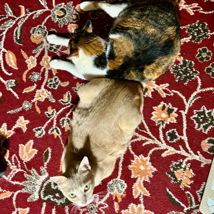 D284a9c7 eddd 432c 96c3 4b392c8ffd30 1712323943652