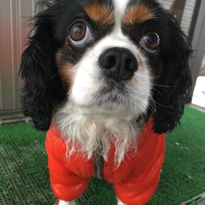 D28d4e8e e34d 472c a4b9 640b2d7df8bf 1511679996333