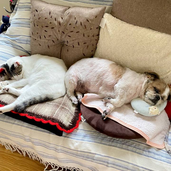 D28e4a0d 971e 4dd9 a4ce 0536db439887 1664772120862