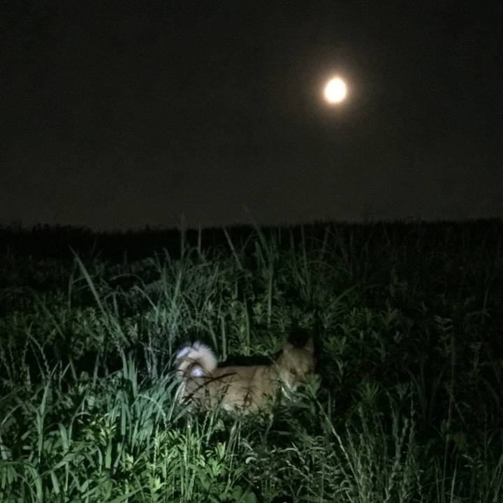 D2916a42 9cdc 412f a18f 354c4bdf2a41 1529848666088