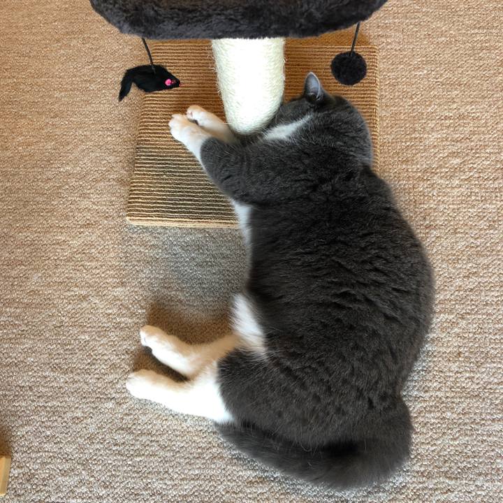 D292ff57 f64c 4454 b2e7 caa74fa11d3b 1585648883292