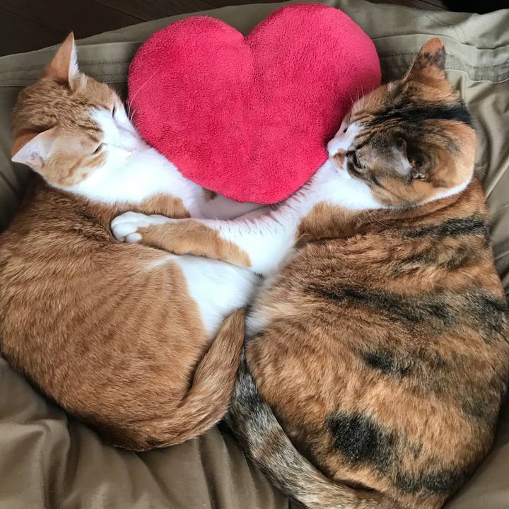 D29be679 bd2e 4ca7 9d14 20c200b95f5a 1519264916050