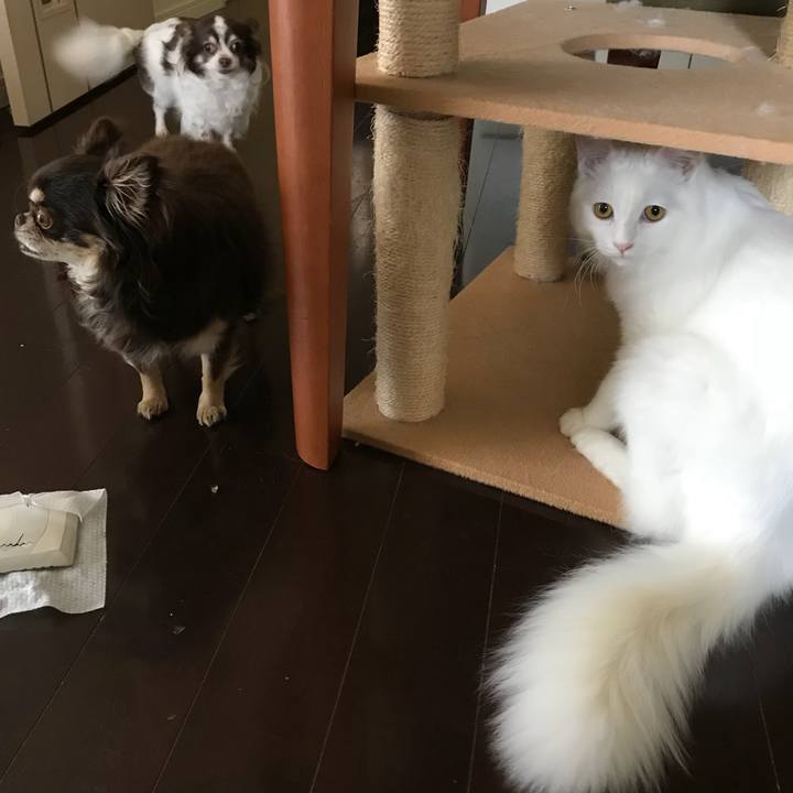 D29d3301 61b1 46b2 a5ce 4cdfcb5cb5d4 1524632284906