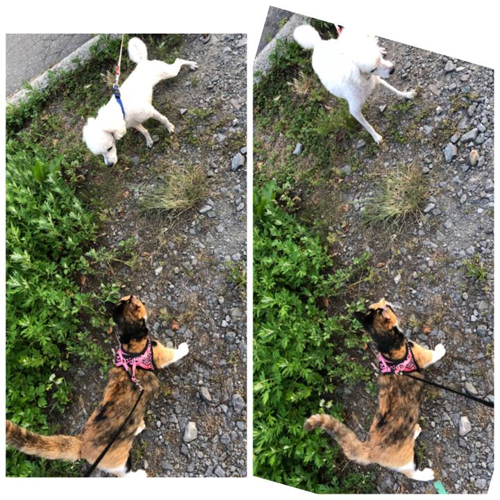 D29e29b1 5810 4cc4 af0d becfaf433610 1531833300235