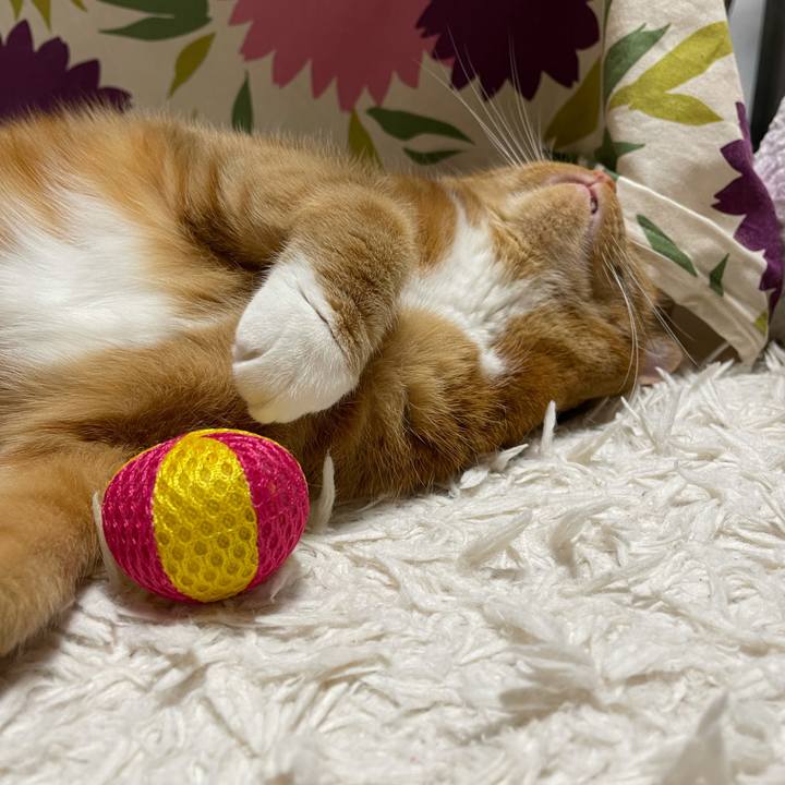 D2a0c0f9 4974 430b 9502 86016248c411 1643293016579