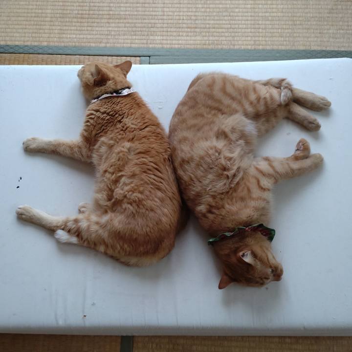 D2a1c36c c15a 43da aeb3 dbd9f0910995 1660463301736