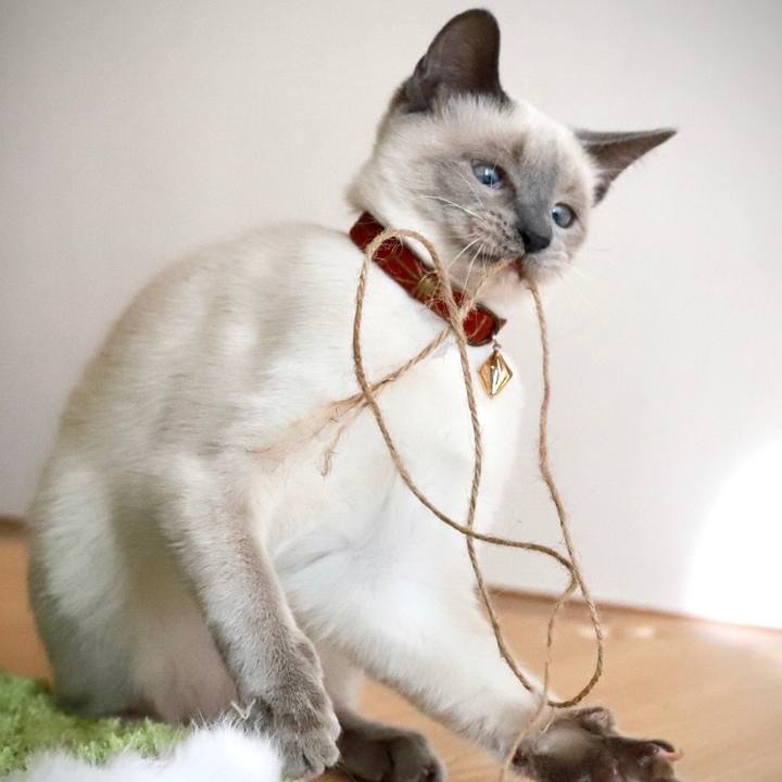 D2a1f616 a2bd 4500 8ea4 792e89084fe3 1578279060996